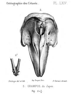 To NMNH Extant Collection (MMP STR 13944 Grampus griseus skull)