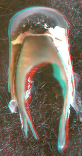 To NMNH Extant Collection (IZ MOL 817596 Nematolampas venezuelensis Paratype - upper beak, posterior view, (9133) 3-D image)