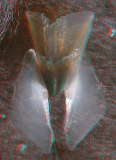 To NMNH Extant Collection (IZ MOL 814643 Pholidoteuthis adami - lower beak, top view, (9459) 3-D image)