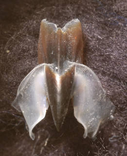 To NMNH Extant Collection (IZ MOL 730178 Tetronychoteuthis dussumieri - lower beak, top view, (9696) left image)