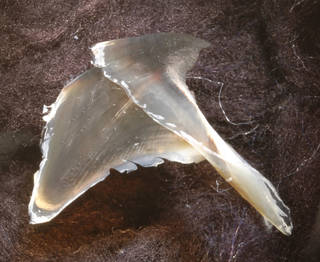 To NMNH Extant Collection (IZ 1086443 Promachoteuthis sloani Paratype - lower beak, side view, (8709) left image)