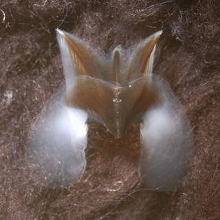 To NMNH Extant Collection (IZ MOL 816681 Taningia danae - lower beak, top view, (9176) left image)