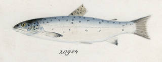 To NMNH Extant Collection (Salmo trutta P19759 illustration)