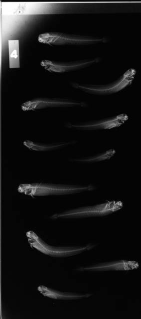 To NMNH Extant Collection (Praealticus USNM 52461 radiograph lateral view)