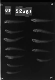 To NMNH Extant Collection (Praealticus triangulatus USNM 52461 radiograph lateral view)