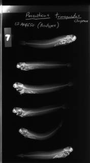 To NMNH Extant Collection (Praealticus triangulatus USNM 144550 radiograph lateral view)