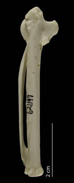 To NMNH Extant Collection (Anatidae (Ducks, Geese, Swans), USNM 621197, carpometacarpus, dorsal)