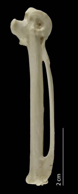 To NMNH Extant Collection (Anatidae (Ducks, Geese, Swans), USNM 621197, carpometacarpus, ventral)