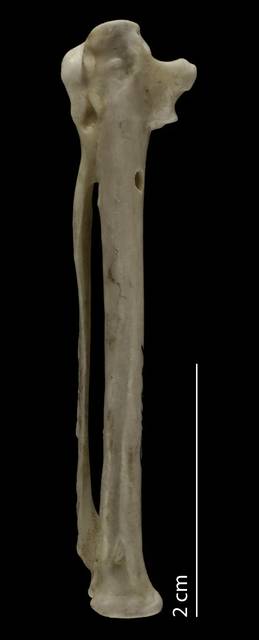To NMNH Extant Collection (Laridae.Rynchopinae (Skimmers), USNM 554886, carpometacarpus, dorsal)