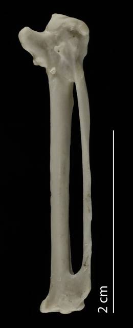 To NMNH Extant Collection (Laridae.Sterninae (Terns), USNM 553303, carpometacarpus, ventral)