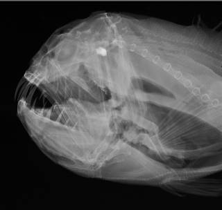 To NMNH Extant Collection (Anoplogaster cornuta USNM 240772 radiograph close up)