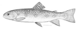 To NMNH Extant Collection (Salvelinus fontinalis P06243 illustration)