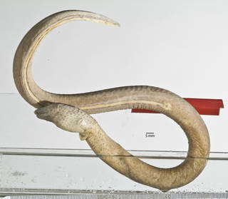 To NMNH Extant Collection (Pisodonophis daspilotus USNM 318297 photograph left side)