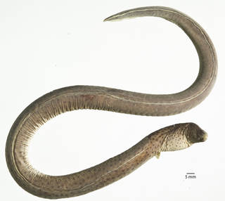 To NMNH Extant Collection (Pisodonophis daspilotus USNM 318297 photograph right side)