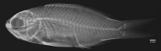 To NMNH Extant Collection (Pseudanthias bimarginatus USNM 398058 ms paratype radiograph)