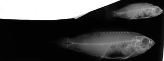To NMNH Extant Collection (Cirrhilabrus USNM 211870 radiograph lateral view)