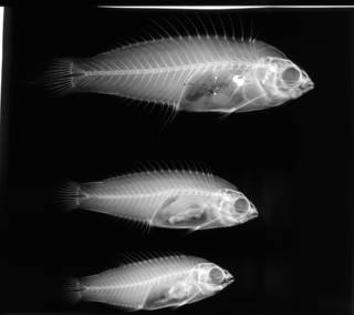 To NMNH Extant Collection (Cirrhilabrus rubriventralis USNM 211871 radiograph lateral view)