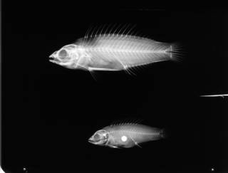 To NMNH Extant Collection (Cirrhilabrus USNM 212007 radiograph lateral view)