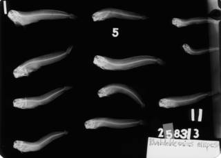 To NMNH Extant Collection (Rhabdoblennius ellipes USNM 258313 radiograph 2 of 2 lateral view)