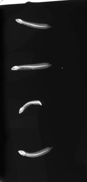 To NMNH Extant Collection (Auchenistius stahli USNM 50163 radiograph lateral view)