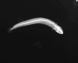 To NMNH Extant Collection (Stathmonotus gymnodermis USNM 117436 radiograph lateral view)