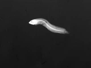 To NMNH Extant Collection (Stathmonotus hemphill USNM 219091 radiograph lateral view)