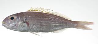 To NMNH Extant Collection (Nemipterus aurora USNM 403003 photograph lateral view)
