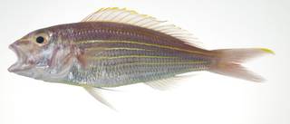 To NMNH Extant Collection (Nemipterus tambuloides USNM 403012 photograph lateral view)