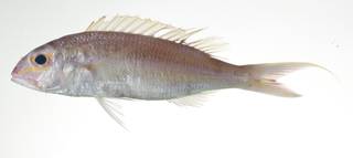 To NMNH Extant Collection (Nemipterus nemurus USNM 403015 photograph lateral view)