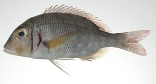 To NMNH Extant Collection (Lethrinus ornatus USNM 403038 photograph lateral view)