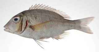To NMNH Extant Collection (Lethrinus ornatus USNM 403039 photograph lateral view)