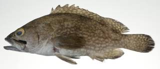 To NMNH Extant Collection (Epinephelus ongus USNM 403064 photograph lateral view)