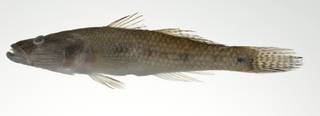 To NMNH Extant Collection (Glossogobius aureus USNM 403096 photograph lateral view)
