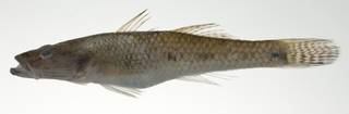 To NMNH Extant Collection (Glossogobius aureus USNM 403098 photograph lateral view)