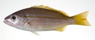 To NMNH Extant Collection (Lutjanus lutjanus USNM 403102 photograph lateral view)