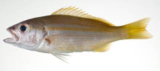 To NMNH Extant Collection (Lutjanus lutjanus USNM 403104 photograph lateral view)