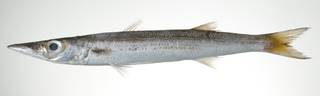 To NMNH Extant Collection (Sphyraena flavicauda USNM 403108 photograph lateral view)