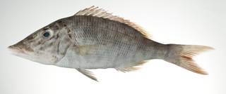 To NMNH Extant Collection (Lethrinus olivaceus USNM 403128 photograph lateral view)