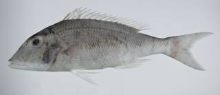 To NMNH Extant Collection (Lethrinus xanthochilus USNM 403226 photograph lateral view)
