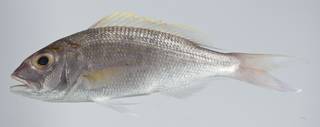 To NMNH Extant Collection (Pristipomoides multidens USNM 403240 photograph lateral view)