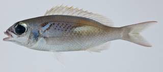 To NMNH Extant Collection (Scolopsis xenochrous USNM 403259 photograph lateral view)