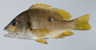 To NMNH Extant Collection (Lutjanus rivulatus USNM 403262 photograph lateral view)