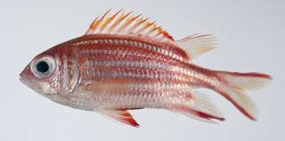To NMNH Extant Collection (Sargocentron rubrum USNM 403300 photograph lateral view)
