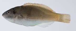 To NMNH Extant Collection (Stethojulis trilineata USNM 403305 photograph lateral view)
