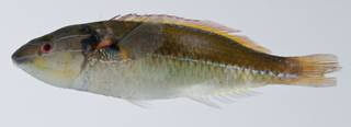 To NMNH Extant Collection (Stethojulis interrupta USNM 403306 photograph lateral view)