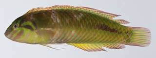 To NMNH Extant Collection (Novaculoides macrolepidotus USNM 403308 photograph lateral view)
