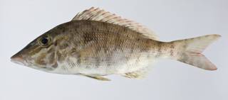 To NMNH Extant Collection (Lethrinus olivaceus USNM 403330 photograph lateral view)
