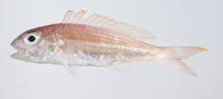 To NMNH Extant Collection (Nemipterus thosaporni USNM 403334 photograph lateral view)