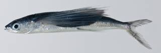 To NMNH Extant Collection (Hirundichthys oxycephalus USNM 403341 photograph lateral view)