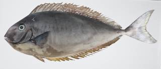 To NMNH Extant Collection (Naso hexacanthus USNM 403369 photograph lateral view)